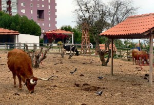 Quinta Pedagógica dos Olivais